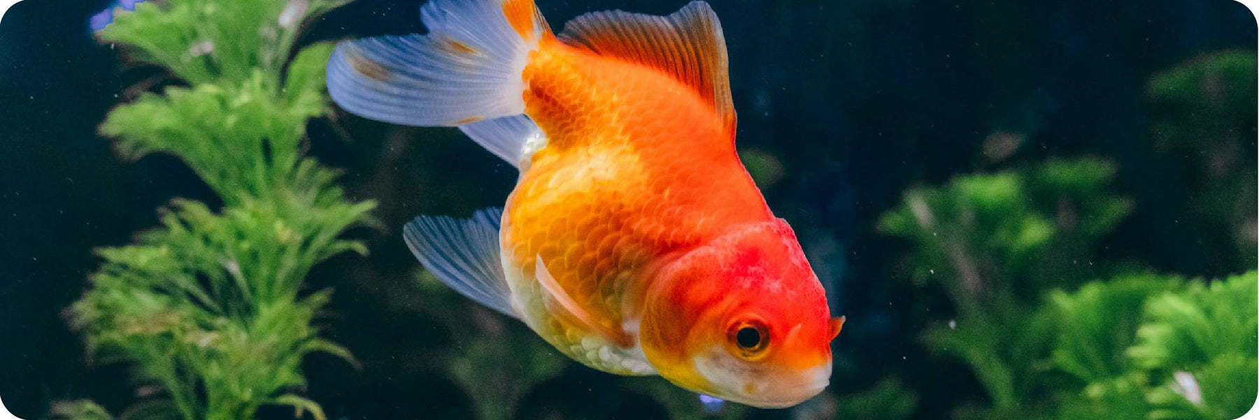 Is Your Tap Water Burning Your Fish's Gills?