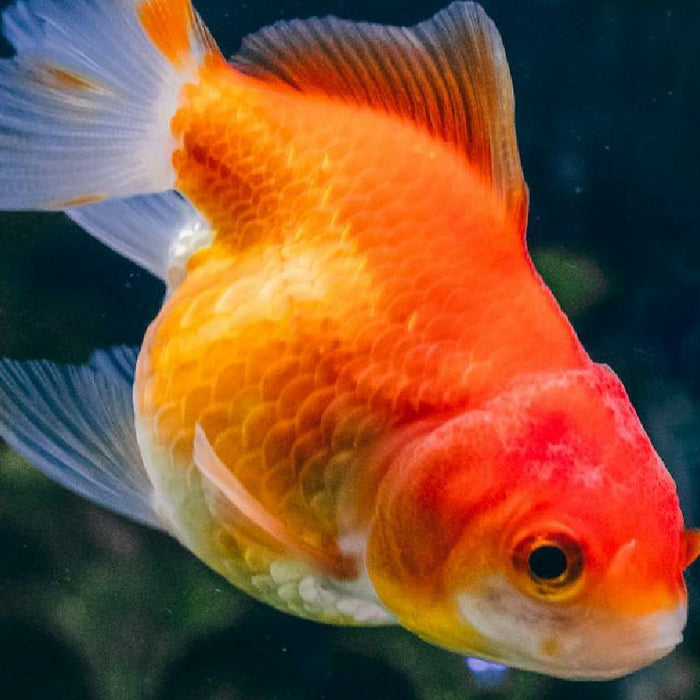 Is Your Tap Water Burning Your Fish's Gills?