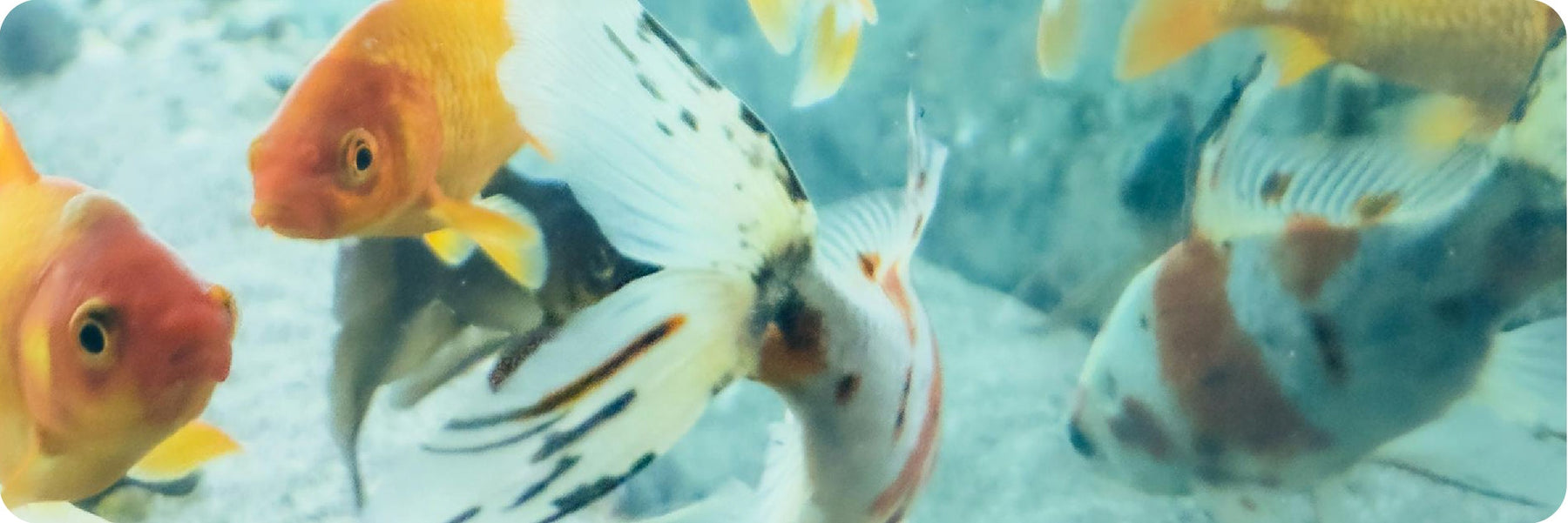Hard Water vs. Soft Water: Choosing the Right Filter for Your Fish