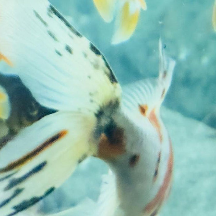 Hard Water vs. Soft Water: Choosing the Right Filter for Your Fish