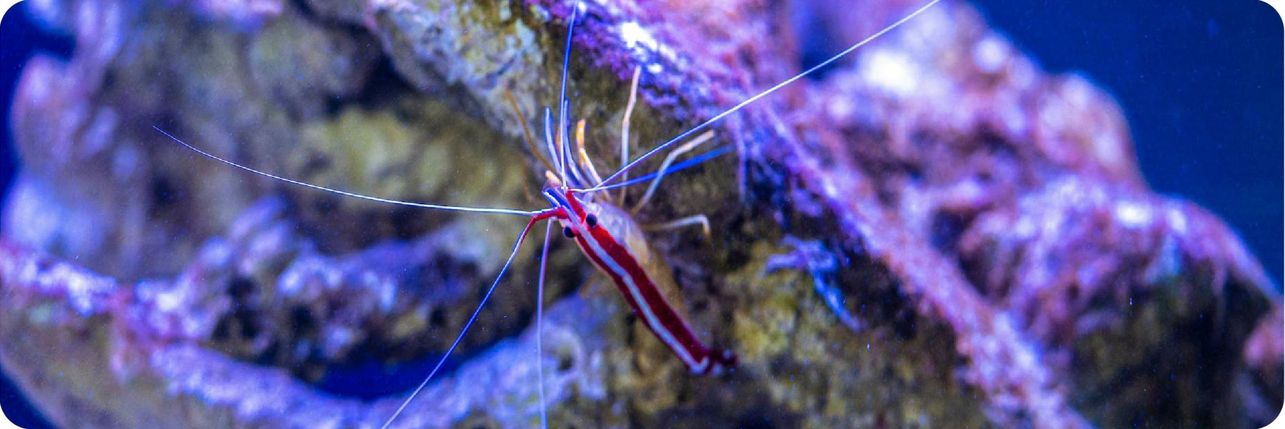 The Shrimp Keeper’s Secret: Why Heavy Metal Filtration is Non-Negotiable