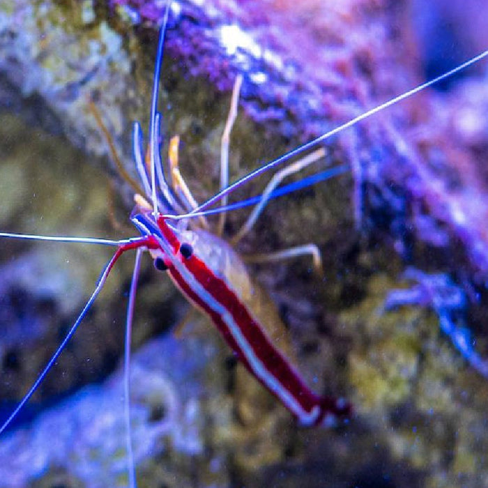 The Shrimp Keeper’s Secret: Why Heavy Metal Filtration is Non-Negotiable