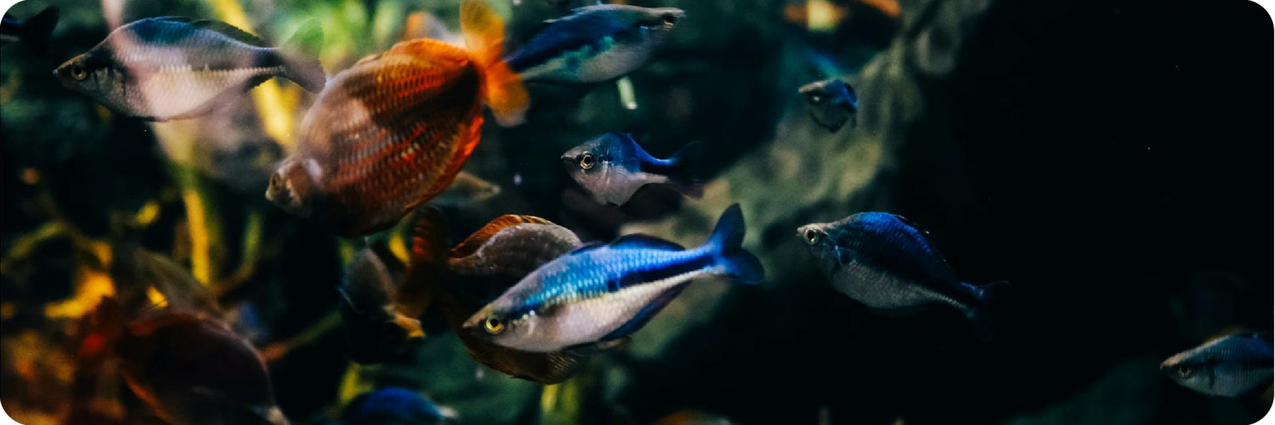 The Science of H2O: Why Pure Water Isn't Always "Healthy" Water for Fish