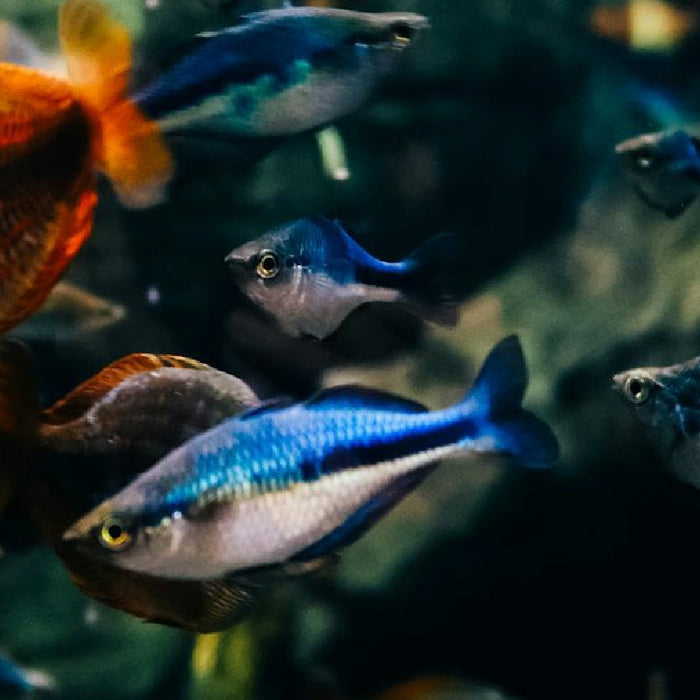 The Science of H2O: Why Pure Water Isn't Always "Healthy" Water for Fish